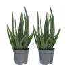 Kamerplanten-Plant in a Box Aloë vera - Set van 2 - Aloe barbadensis - Hoogte 25-40cm - ⌀10,5cm