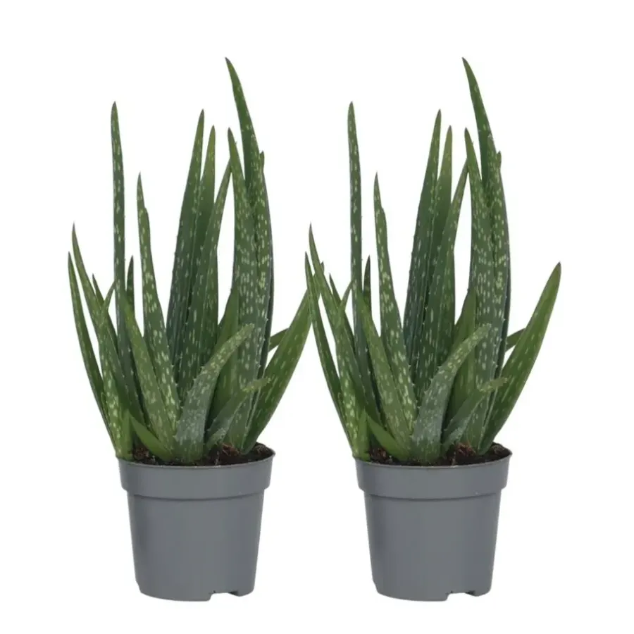Kamerplanten-Plant in a Box Aloë vera - Set van 2 - Aloe barbadensis - Hoogte 25-40cm - ⌀10,5cm