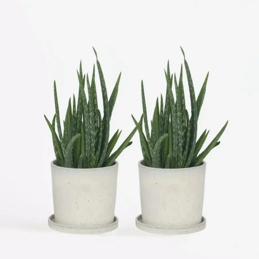 Kamerplanten-Plant in a Box Aloë vera - Set van 2 - Aloe barbadensis - Hoogte 25-40cm - ⌀10,5cm