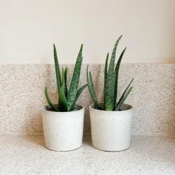 Kamerplanten-Plant in a Box Aloë vera - Set van 2 - Aloe barbadensis - Hoogte 25-40cm - ⌀10,5cm