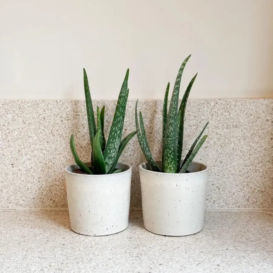 Kamerplanten-Plant in a Box Aloë vera - Set van 2 - Aloe barbadensis - Hoogte 25-40cm - ⌀10,5cm