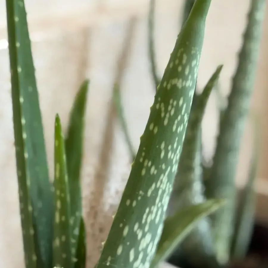Kamerplanten-Plant in a Box Aloë vera - Set van 2 - Aloe barbadensis - Hoogte 25-40cm - ⌀10,5cm