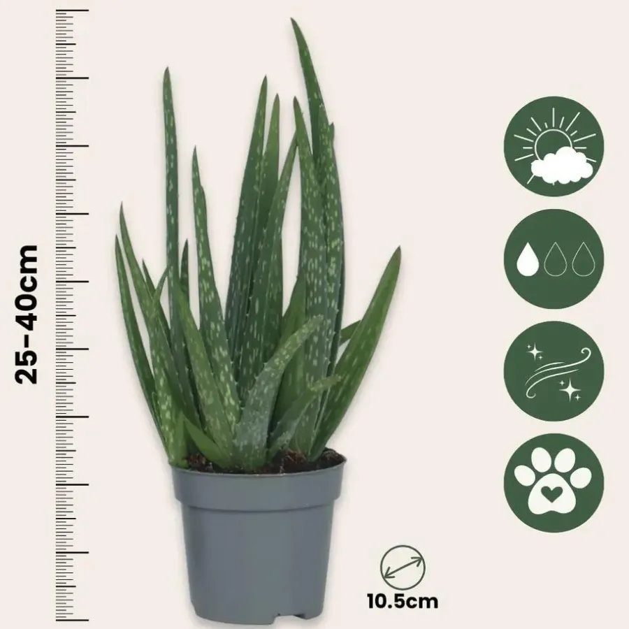 Kamerplanten-Plant in a Box Aloë vera - Set van 2 - Aloe barbadensis - Hoogte 25-40cm - ⌀10,5cm