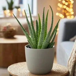 Kamerplanten-Plant in a Box Aloë vera - Set van 2 - Aloe barbadensis - Hoogte 25-40cm - ⌀10,5cm