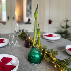 Plant in a Box Amaryllis - Hippeastrum 'Glitter Duo' - Rood en groen