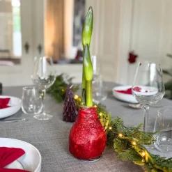 Plant in a Box Amaryllis - Hippeastrum 'Glitter Duo' - Rood en groen