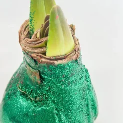 Plant in a Box Amaryllis - Hippeastrum 'Glitter Duo' - Rood en groen