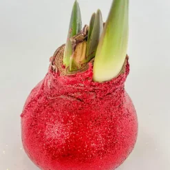 Plant in a Box Amaryllis - Hippeastrum 'Glitter Duo' - Rood en groen