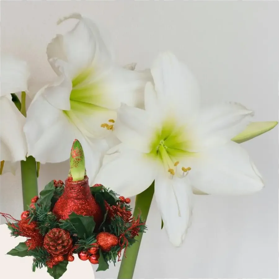 Kamerplanten-Plant in a Box Amaryllis - Hippeastrum 'Kerstkrans' - Rood