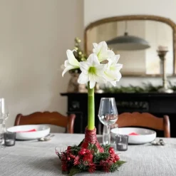 Kamerplanten-Plant in a Box Amaryllis - Hippeastrum 'Kerstkrans' - Rood