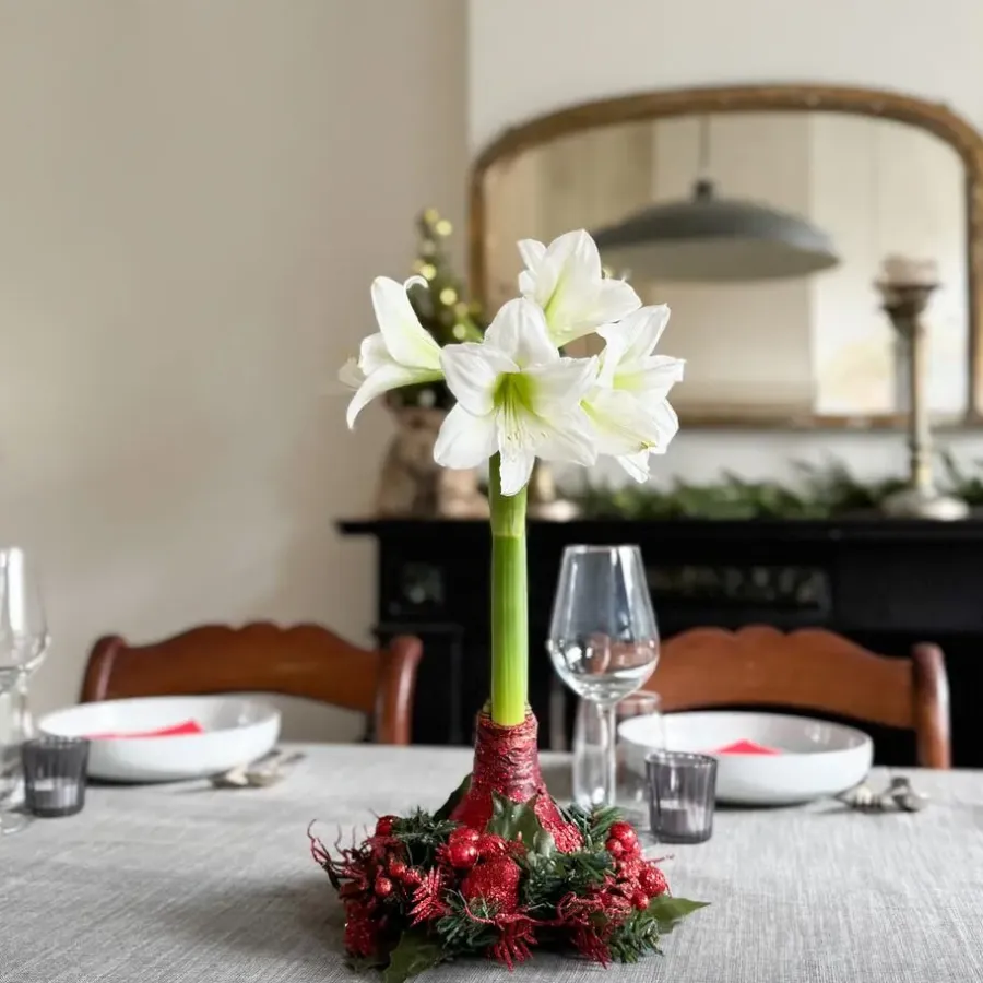 Kamerplanten-Plant in a Box Amaryllis - Hippeastrum 'Kerstkrans' - Rood