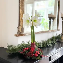 Kamerplanten-Plant in a Box Amaryllis - Hippeastrum 'Kerstkrans' - Rood