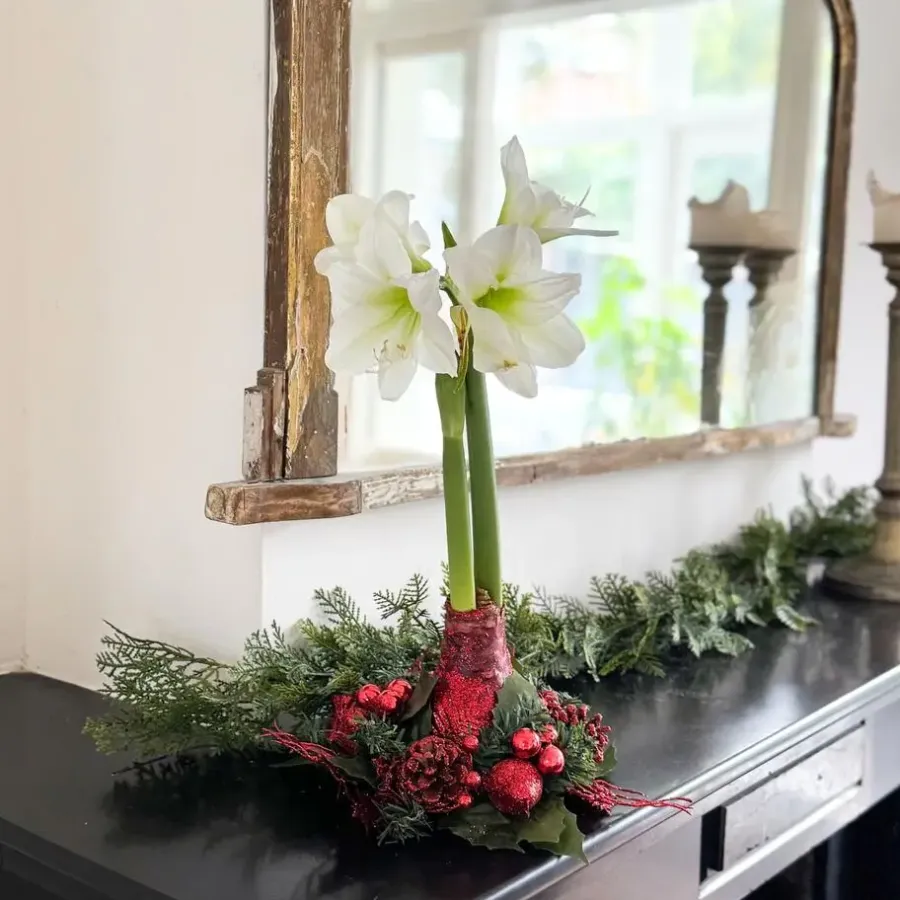 Kamerplanten-Plant in a Box Amaryllis - Hippeastrum 'Kerstkrans' - Rood