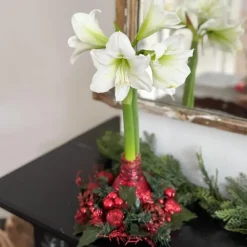 Kamerplanten-Plant in a Box Amaryllis - Hippeastrum 'Kerstkrans' - Rood