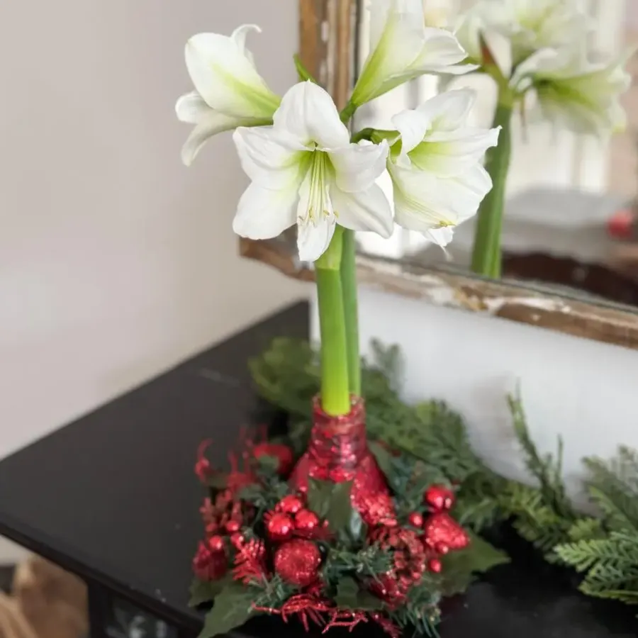 Kamerplanten-Plant in a Box Amaryllis - Hippeastrum 'Kerstkrans' - Rood