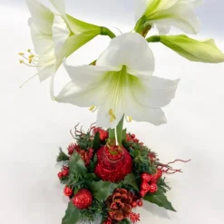 Kamerplanten-Plant in a Box Amaryllis - Hippeastrum 'Kerstkrans' - Rood