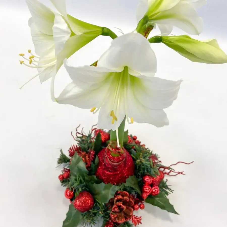 Kamerplanten-Plant in a Box Amaryllis - Hippeastrum 'Kerstkrans' - Rood
