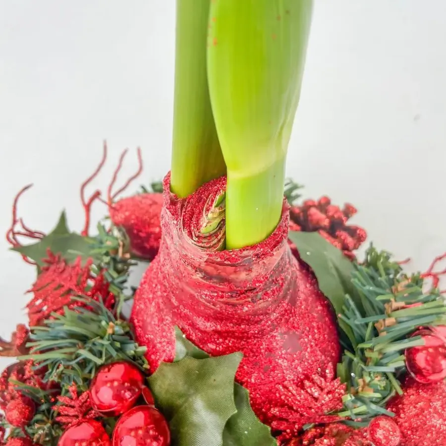 Kamerplanten-Plant in a Box Amaryllis - Hippeastrum 'Kerstkrans' - Rood