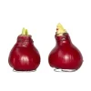 Plant in a Box Amaryllis - Hippeastrum 'Wax Bordeaux' - Bloembol - Rood