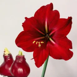 Plant in a Box Amaryllis - Hippeastrum 'Wax Bordeaux' - Bloembol - Rood
