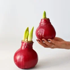 Plant in a Box Amaryllis - Hippeastrum 'Wax Bordeaux' - Bloembol - Rood