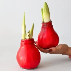 Plant in a Box Amaryllis - Hippeastrum 'Wax Red' - Bloembol - Rood