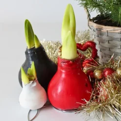 Plant in a Box Amaryllis - Hippeastrum 'Wax Red' - Bloembol - Rood