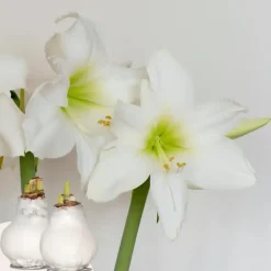Kamerplanten-Plant in a Box Amaryllis - Hippeastrum 'Wax White' - Bloembol - Rood