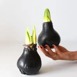 Plant in a Box Amaryllis - hippeastrum 'Wax Black' - Bloembol - Rood