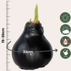 Plant in a Box Amaryllis - hippeastrum 'Wax Black' - Bloembol - Rood