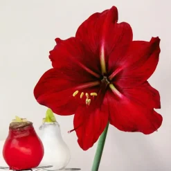 Kamerplanten-Plant in a Box Amaryllis - Hippeastrum 'Wax Mix Red White' - Bloembol - Rood