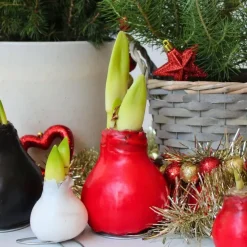 Kamerplanten-Plant in a Box Amaryllis - Hippeastrum 'Wax Mix Red White' - Bloembol - Rood