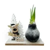 Kamerplanten-Plant in a Box Amaryllis - Hippeastrum 'Winter Wonderland Reindeer'