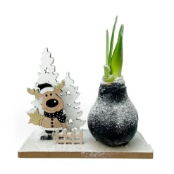 Kamerplanten-Plant in a Box Amaryllis - Hippeastrum 'Winter Wonderland Reindeer'