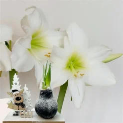 Kamerplanten-Plant in a Box Amaryllis - Hippeastrum 'Winter Wonderland Reindeer'