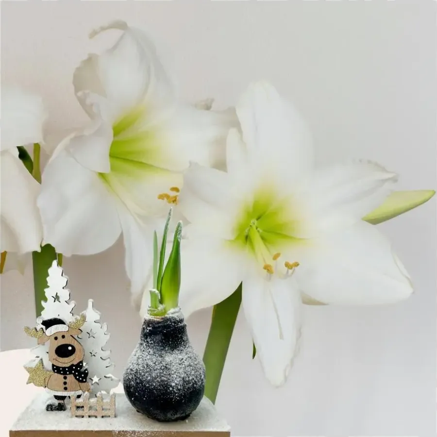 Kamerplanten-Plant in a Box Amaryllis - Hippeastrum 'Winter Wonderland Reindeer'