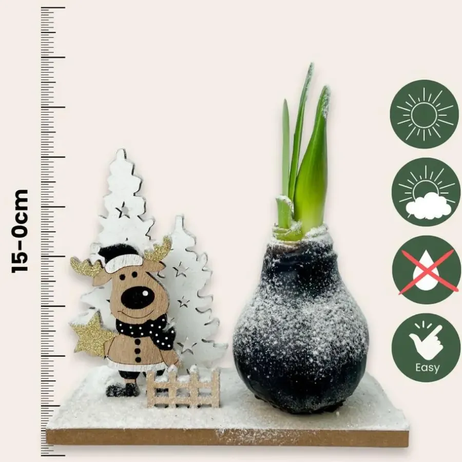 Kamerplanten-Plant in a Box Amaryllis - Hippeastrum 'Winter Wonderland Reindeer'