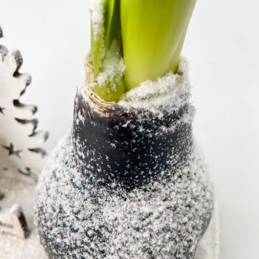 Kamerplanten-Plant in a Box Amaryllis - Hippeastrum 'Winter Wonderland Reindeer'