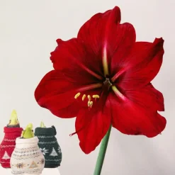 Kamerplanten-Plant in a Box Amaryllis - Set van 3 - Hippeastrum 'Christmas Sweater' - Bloembol - Rood