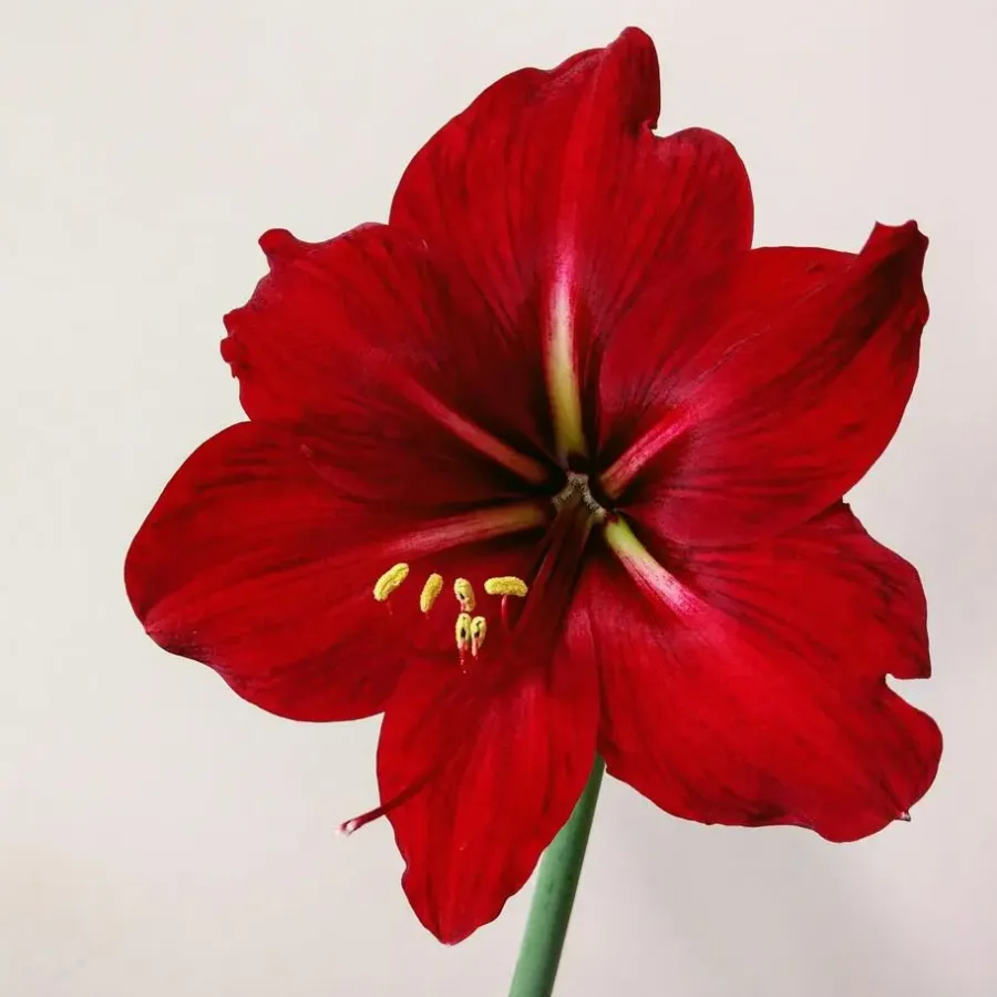 Kamerplanten-Plant in a Box Amaryllis - Set van 3 - Hippeastrum 'Christmas Sweater' - Bloembol - Rood