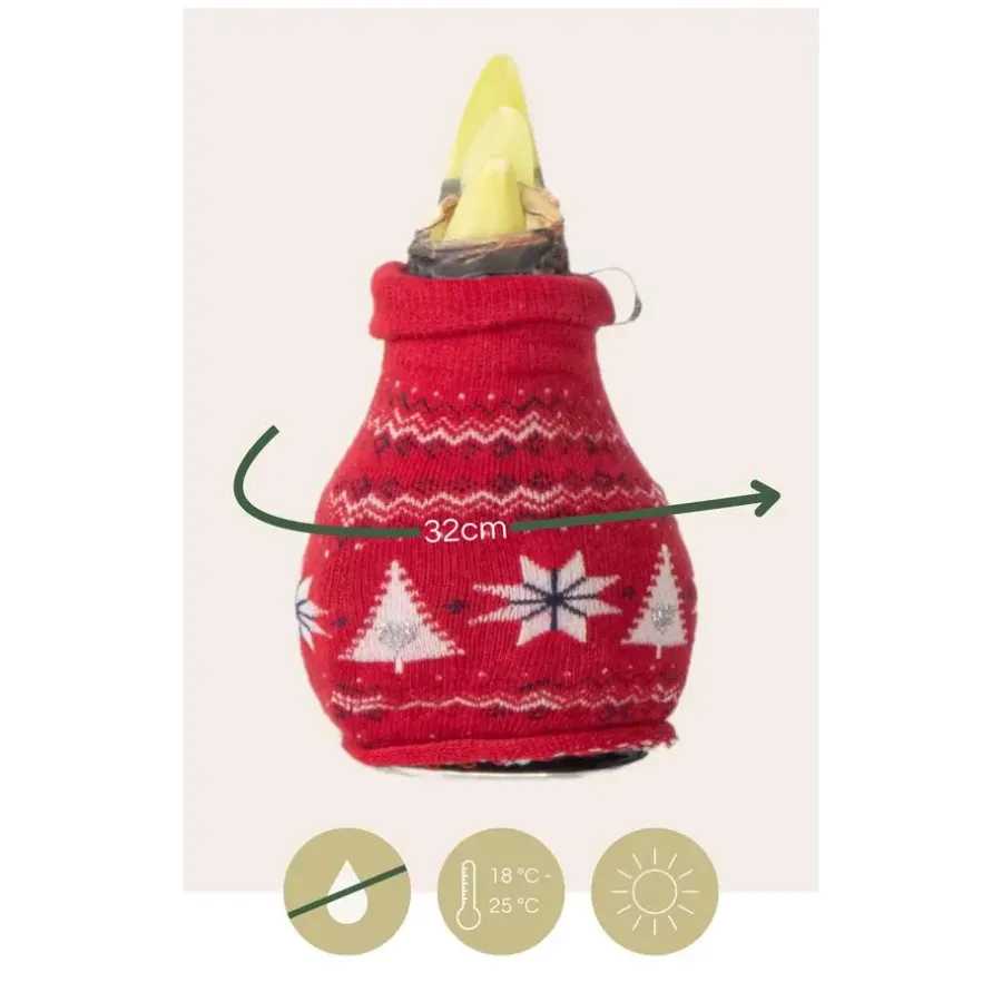 Kamerplanten-Plant in a Box Amaryllis - Set van 3 - Hippeastrum 'Christmas Sweater' - Bloembol - Rood