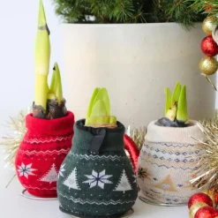 Kamerplanten-Plant in a Box Amaryllis - Set van 3 - Hippeastrum 'Christmas Sweater' - Bloembol - Rood