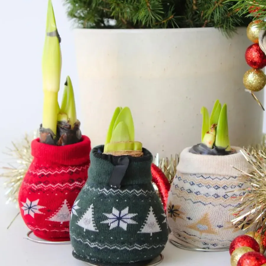 Kamerplanten-Plant in a Box Amaryllis - Set van 3 - Hippeastrum 'Christmas Sweater' - Bloembol - Rood