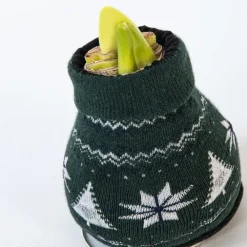 Kamerplanten-Plant in a Box Amaryllis - Set van 3 - Hippeastrum 'Christmas Sweater' - Bloembol - Rood