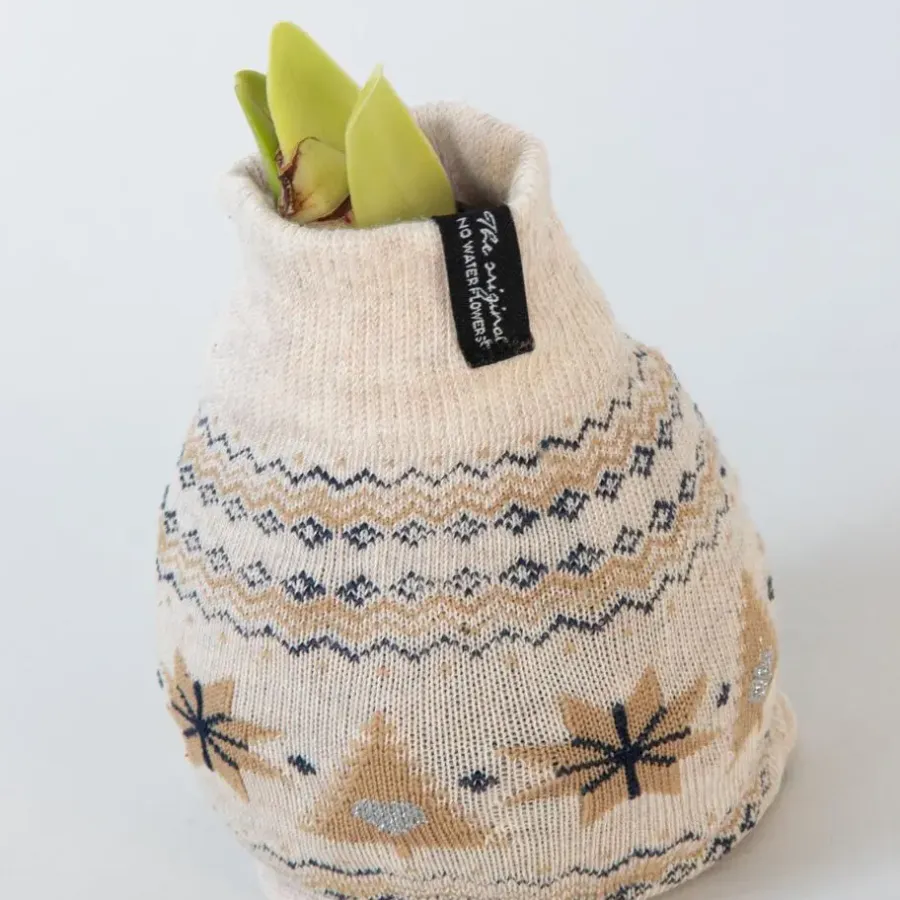 Kamerplanten-Plant in a Box Amaryllis - Set van 3 - Hippeastrum 'Christmas Sweater' - Bloembol - Rood
