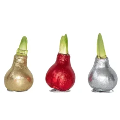 Plant in a Box Amaryllis - Set van 3 - Hippeastrum 'Glitter Mix' - Bloembol - Rood
