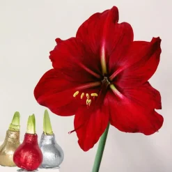 Plant in a Box Amaryllis - Set van 3 - Hippeastrum 'Glitter Mix' - Bloembol - Rood