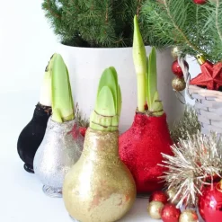 Plant in a Box Amaryllis - Set van 3 - Hippeastrum 'Glitter Mix' - Bloembol - Rood
