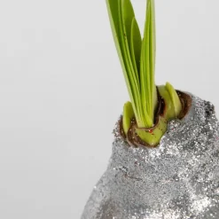Plant in a Box Amaryllis - Set van 3 - Hippeastrum 'Glitter Mix' - Bloembol - Rood