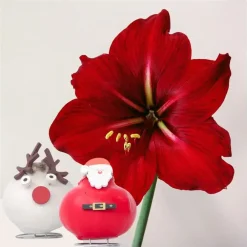 Kamerplanten-Plant in a Box Amaryllis - Set van 2 - Hippeastrum 'Wax special Santa Mix'
